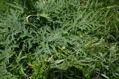 Heracleum freynianum