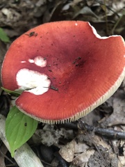 Russula rosacea