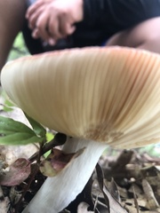 Russula rosacea