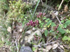 Origanum vulgare