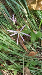 Colchicum autumnale