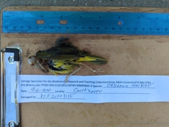 Geothlypis philadelphia