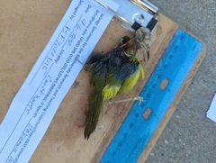 Geothlypis philadelphia