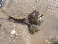 Fucus