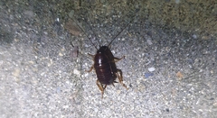 Periplaneta fuliginosa