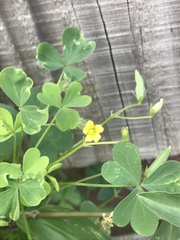 Oxalis dillenii
