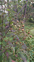 Scrophularia marilandica