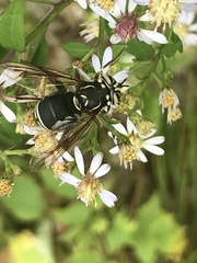 Spilomyia fusca