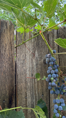 Vitis vinifera