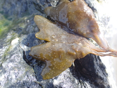 Fucus