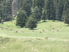 Cervus canadensis canadensis