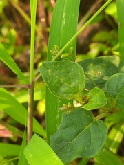 Boerhavia diffusa