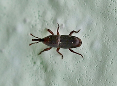 Sitophilus