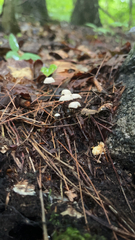Marasmius rotula