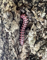 Antheromorpha uncinata