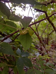 Eumorpha pandorus