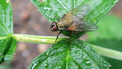 Phaonia angelicae