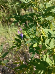 Galega orientalis