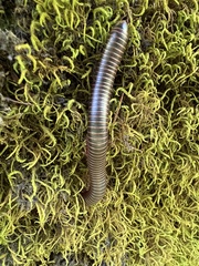Narceus americanus