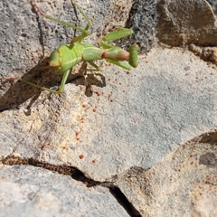 Ameles spallanzania