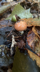 Gomphidius subroseus