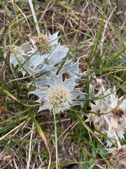 Eryngium maritimum