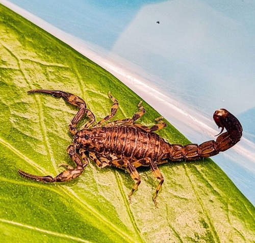 Ananteris mauryi · iNaturalist