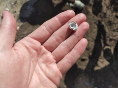 Planorbella trivolvis