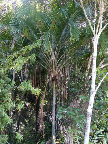 Ravenea sambiranensis