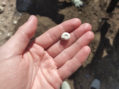 Planorbella trivolvis