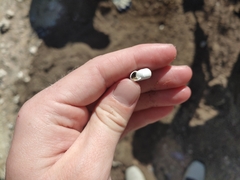 Planorbella trivolvis