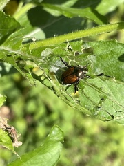 Popillia japonica