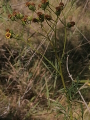 Jacobaea erucifolia