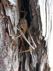 Thyreonotus corsicus