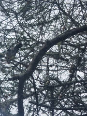 Mimus parvulus