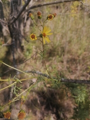 Jacobaea erucifolia