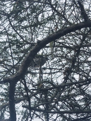 Mimus parvulus