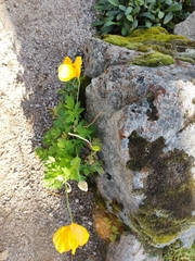 Papaver cambricum