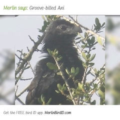 Crotophaga sulcirostris