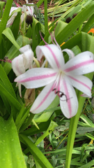Crinum americanum