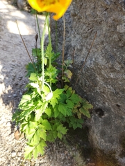 Papaver cambricum