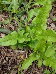 Cichorieae