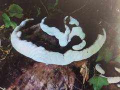 Ganoderma applanatum