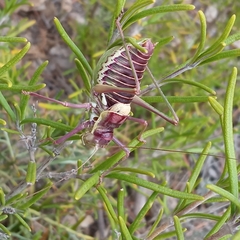 Parasteropleurus perezii