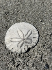 Dendraster excentricus