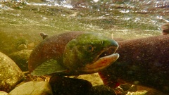 Oncorhynchus nerka