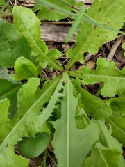 Cichorieae