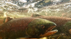 Oncorhynchus nerka