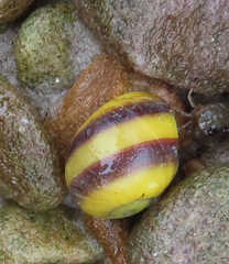 Littorina