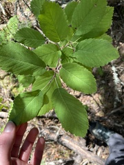 Amelanchier alnifolia